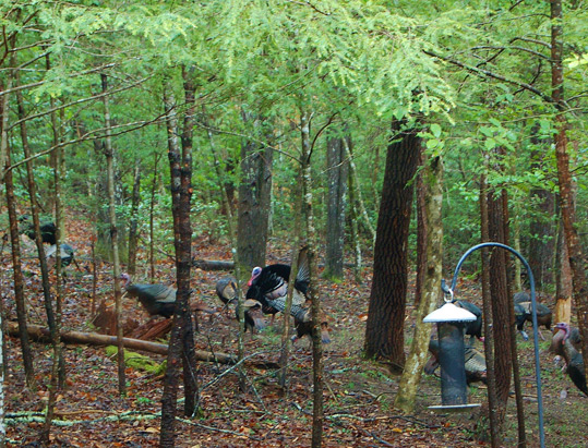 Photo of wild turkeys taken from the kitchen window.